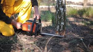 El Granada, CA Tree Removal and Landscaping Services Company